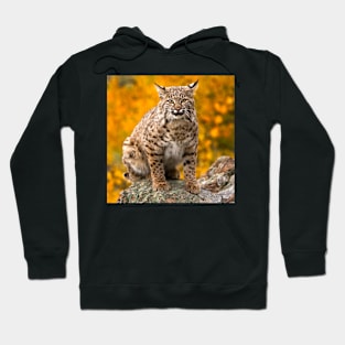 Bobcat No. 1 Hoodie